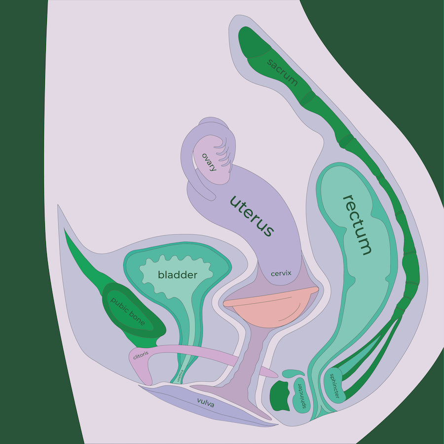 How to Pick Your Menstrual Disc Size